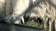 Sheep competing for food Sheep competing for food