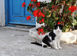 Gatto di Mykonos