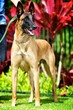 Perfect Belgian Malinois