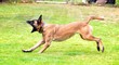 Barking Malinois