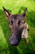 Ditzy Dutch Shepherd