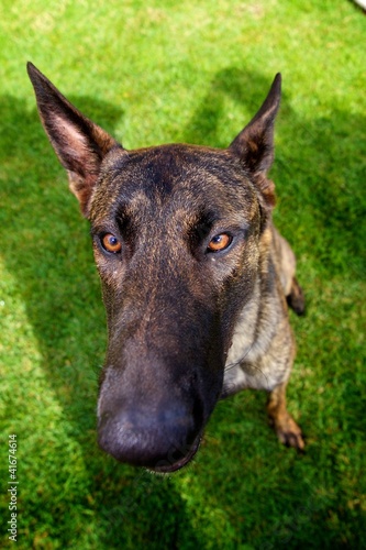 Photo: Ditzy Dutch Shepherd Ditzy Dutch Shepherd
