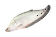 Single featherbacks fish on white background.