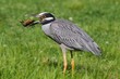 Yellow-crowned Night-Heron (Nyctanassa violacea) Yellow-crowned Night-Heron (Nyctanassa violacea)