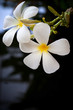 fresh dew on frangipani flowers leave