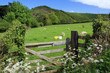 Sheep in field above Malmsmead in Exmoor Sheep in field above Malmsmead in Exmoor