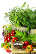 herbs in the box and fresh vegetables