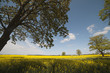 Trees at field.