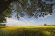 Trees at field.