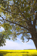 Trees at field.