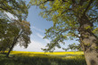 Trees at field.