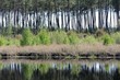 forêt des landes au bord d'un étang