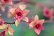 Photo: close up shoot of red spring leafs close up shoot of red spring leafs