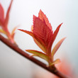 Photo: close up shoot of red spring leafs close up shoot of red spring leafs