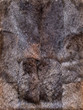 Dark leathers of rabbits, four pieces together