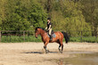beautiful equestrienne on brown horse in summer beautiful equestrienne on brown horse in summer