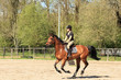 beautiful equestrienne on brown horse in summer beautiful equestrienne on brown horse in summer