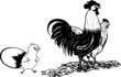 COQ POULE POUSSIN