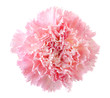 Pink carnation