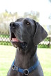 Deutsche Dogge