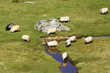 Sheep on a mountain river Sheep on a mountain river