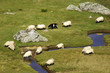 Sheep on the river Sheep on the river