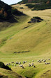 The mountain, pasture and a flock of sheep The mountain, pasture and a flock of sheep