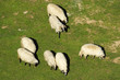 White sheep grazing White sheep grazing
