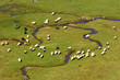 A group of sheep on a mountain river A group of sheep on a mountain river