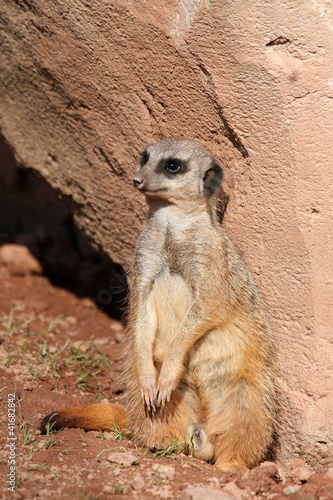 Photo: Erdmännchen Erdmännchen