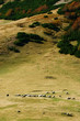 Mountain pasture with sheep Mountain pasture with sheep