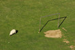 One sheep and soccer goal One sheep and soccer goal