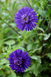 Purple Asters Amidst Greenery
