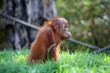Orang Utan