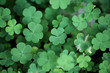 Three leaf clovers