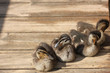 petit canard colvert