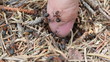 ants on human finger