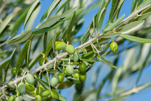 Photo: Olives Olives