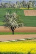 Rapsfeld und blühende Obstbäume
