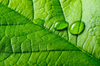 Green leaf with drops of water