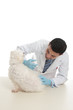 Foto: Dog receiving medicine or vaccination Dog receiving medicine or vaccination