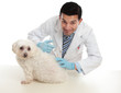 Foto: Vet giving pet dog immunisation or other treatment Vet giving pet dog immunisation or other treatment
