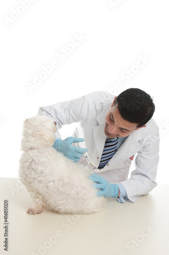 Photo: Dog receiving medicine or vaccination Dog receiving medicine or vaccination