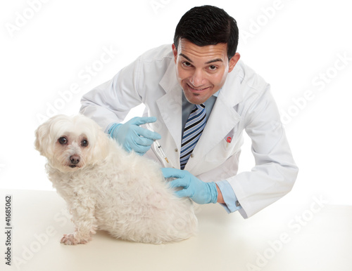 Photo: Vet giving pet dog immunisation or other treatment Vet giving pet dog immunisation or other treatment