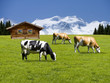 Kühe auf der Alm