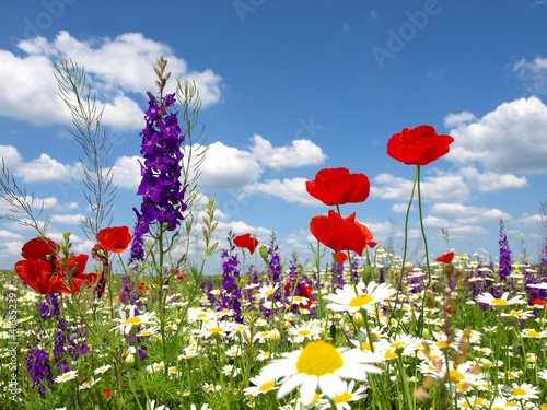 Photo: red poppy and wild flowers red poppy and wild flowers