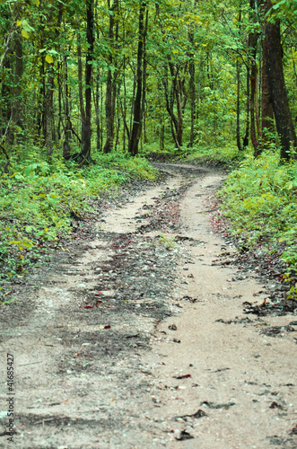 Foto: non-asphalt road in forest non-asphalt road in forest