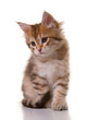 portrait of a cute golden siberian kitten isolated on white back