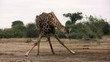 Afrikan Safari