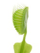 Dionaea muscipula